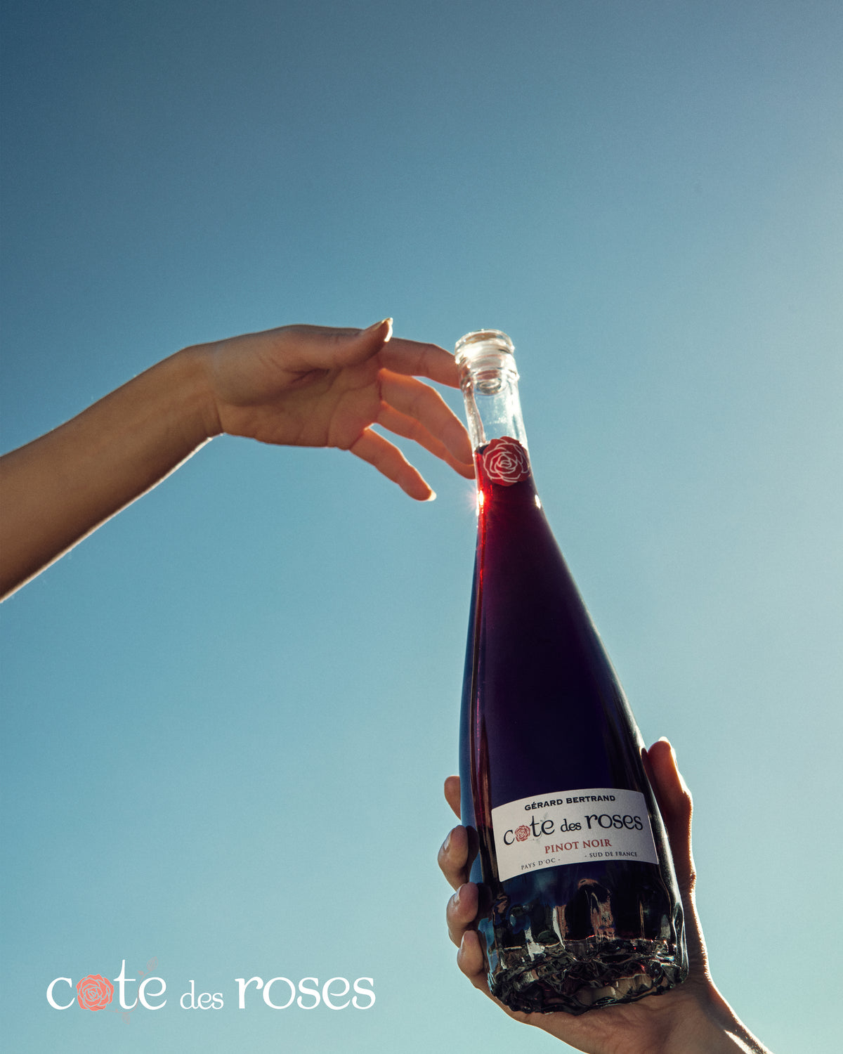 Cote des Roses Pinot noir vin rouge 6 demi bouteilles 37,5cl 2022 - Gérard Bertrand