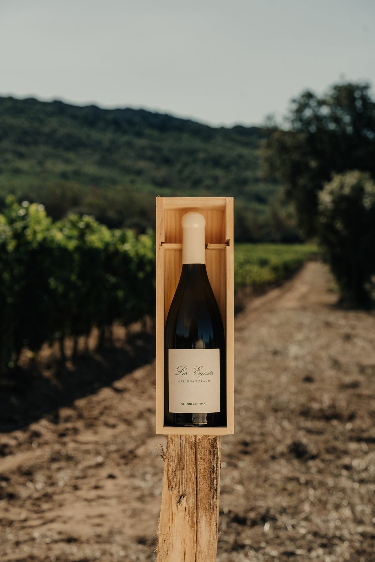 Les Égarés Carignan Blanc 2023 75cl Houten Kist Enkelvoudig - Gérard Bertrand