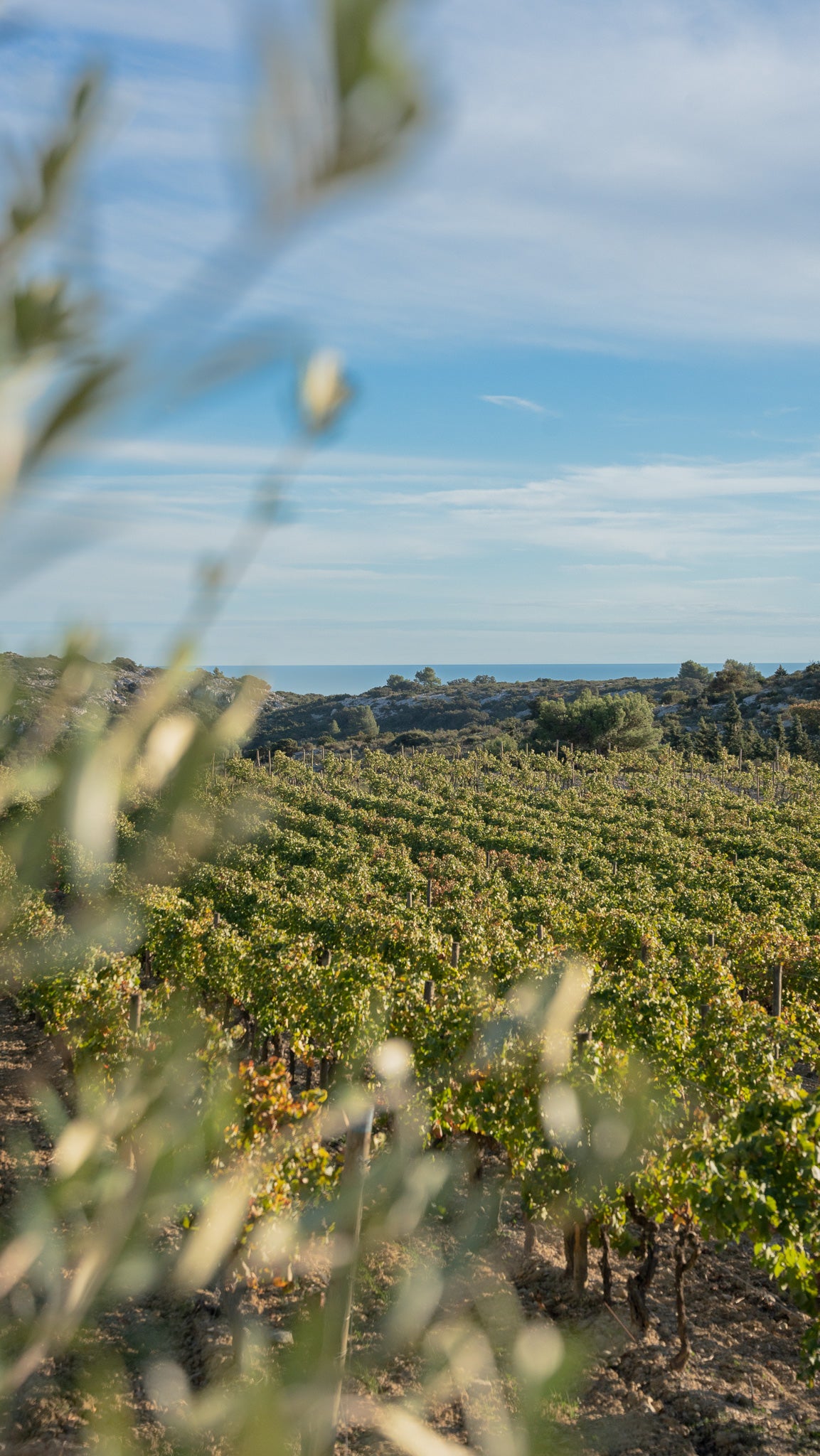 vin naturel