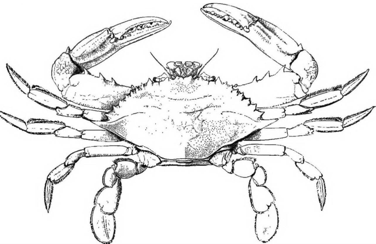 Shellfish