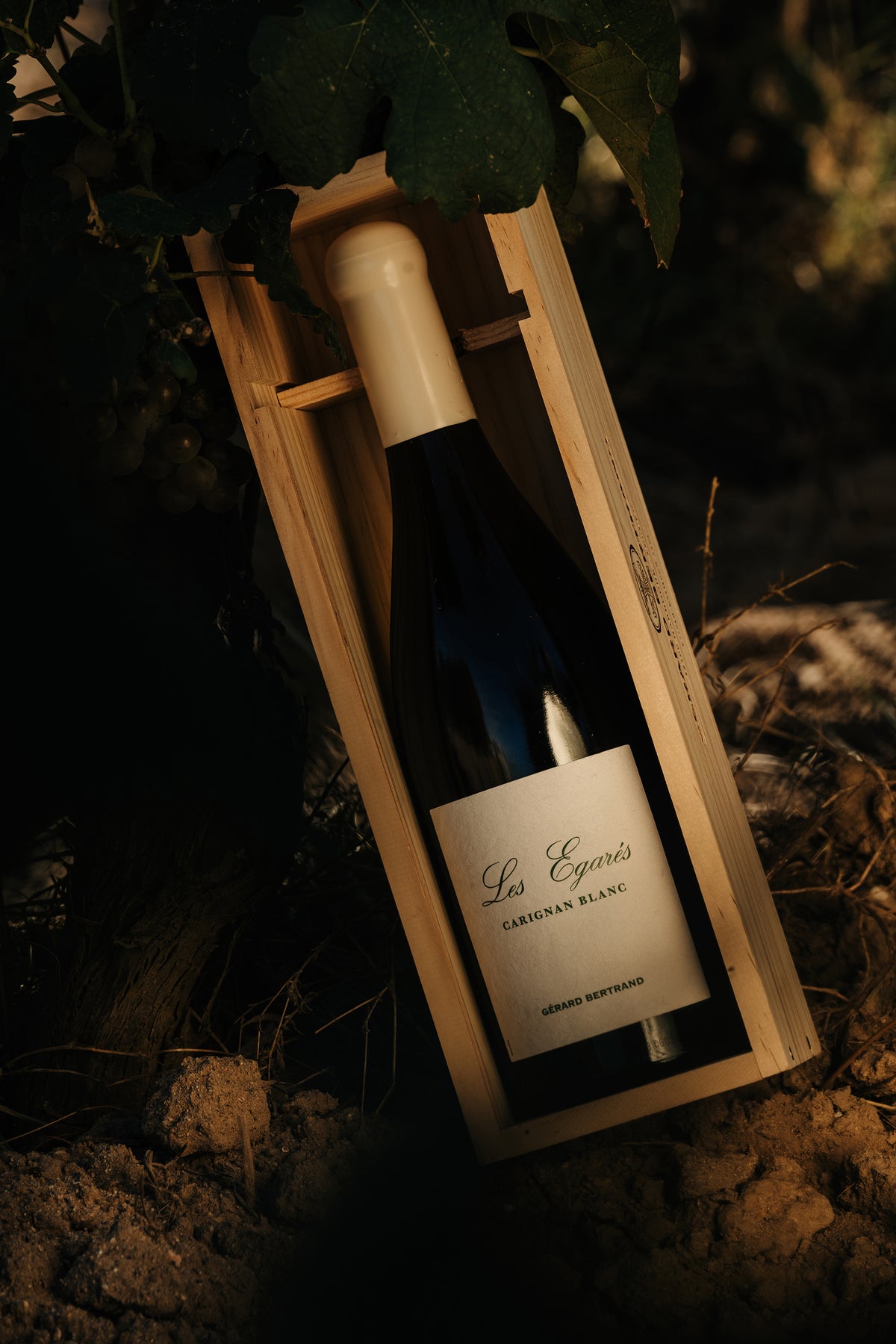 Les Égarés Carignan Blanc 2023 75cl Single Wooden Case - Gérard Bertrand 