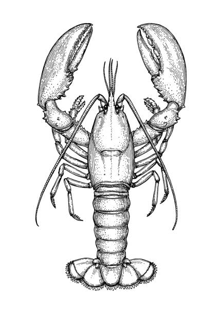 Homard